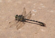 Onychogomphus forcipatus