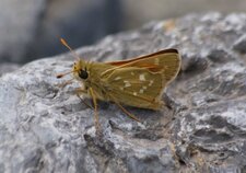 Hesperiidae