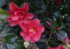 Camèlia rouge