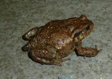 Crapaud