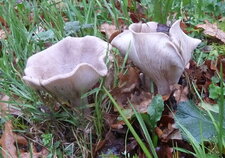 Lactaire velouté.