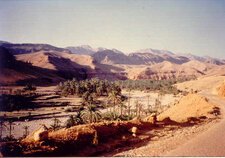 Oasis (Algérie)