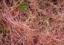 Saxifraga brunonis