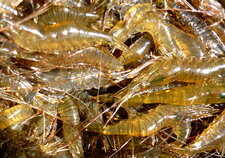 Crevettes roses (palaemon)