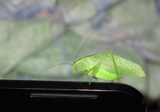 Sauterelle inconnue