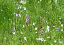 Orchis