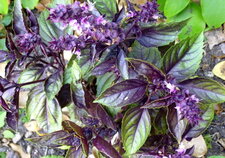 Basilic pourpre