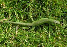 Lézard vert occidental 