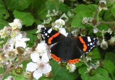 Papillon Vulcain