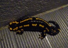 Salamandre