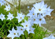 Iphéion (tristagma uniflorum)