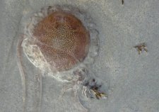 Méduse pélagique
