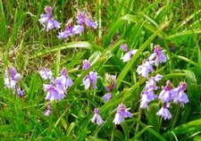 Jacinthe des bois