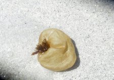 Algue "Colpomenia peregrina" (voleuse d
