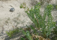 Euphorbe des dunes