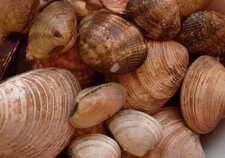 Plateau de coquillages