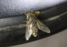 Syrphe