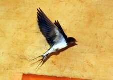 Hirondelle rustique