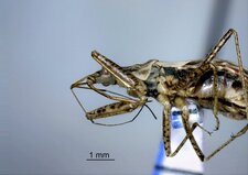 Nabis roseipennis
