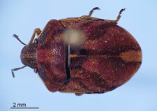 Homaemus aenifrons