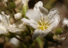 Help (la fleur)