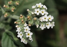 Héliotrope d