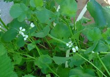 Fleurs de radis