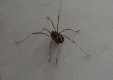 Opilion sp.