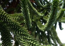 Araucaria araucana.