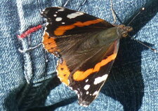 Papillon "Vulcain" 