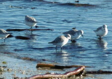 Bécasseaux sanderling
