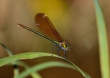 Caloptéryx femelle