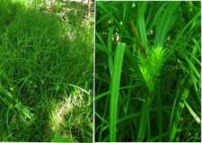 Carex houblon