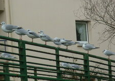 Brochette de mouettes rieuses