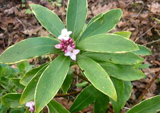Daphné "aureo marginata"