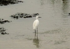 Aigrette garzette