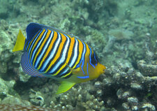 Holacanthe/Poisson-ange (Pygoplites diacanthus)