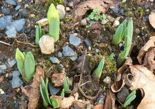 Premières jonquilles