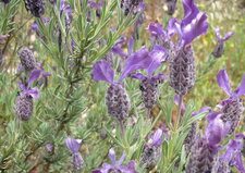 Lavande papillon