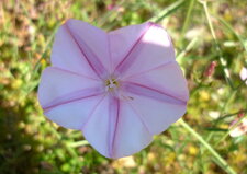 Liseron de Biscaye (convolvulus cantabrica)