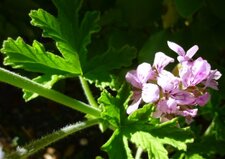 Geranium rosat