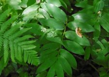 Sceau de Salomon (polygonatum odoratum)
