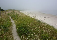 Dune maritime