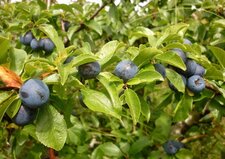 Prunelles