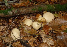 Champignons "vesse de loup"