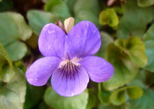 Violette odorante