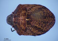 Homaemus aenifrons aenifrons