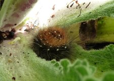 Chenille