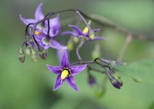Fleur de douce-amère