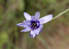 Catananche bleue - catananche caerulea